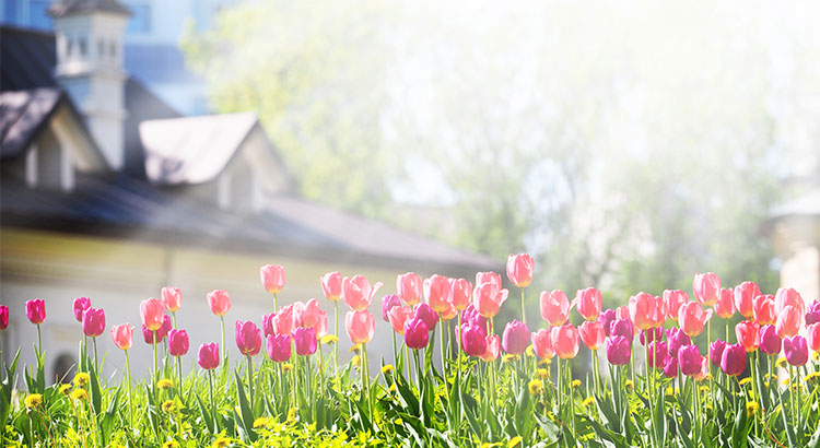 Flowers growing showing springtime blooming.